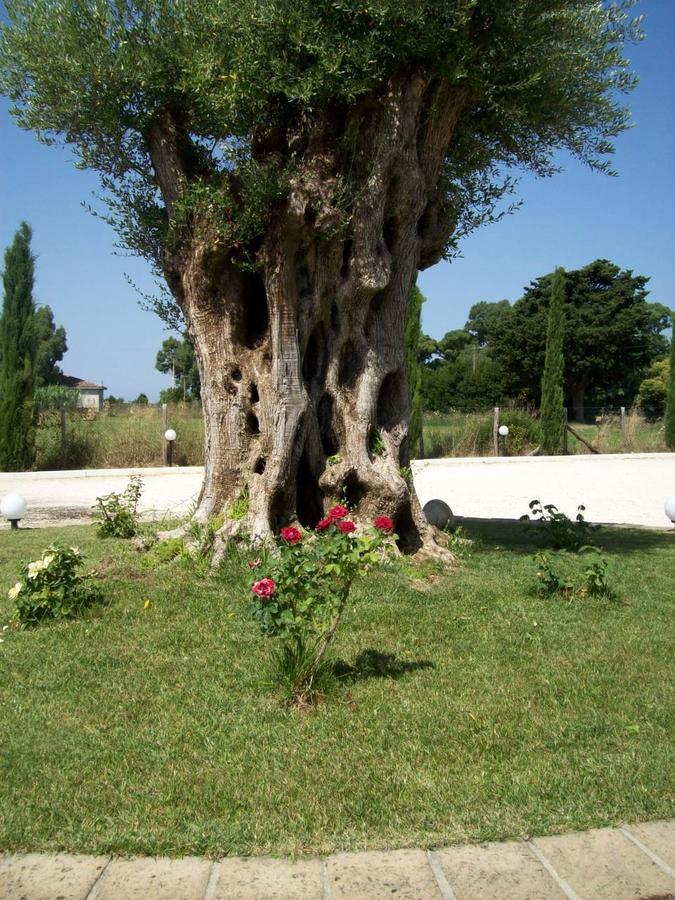 Il Vivaio Villa Tarquinia Bagian luar foto