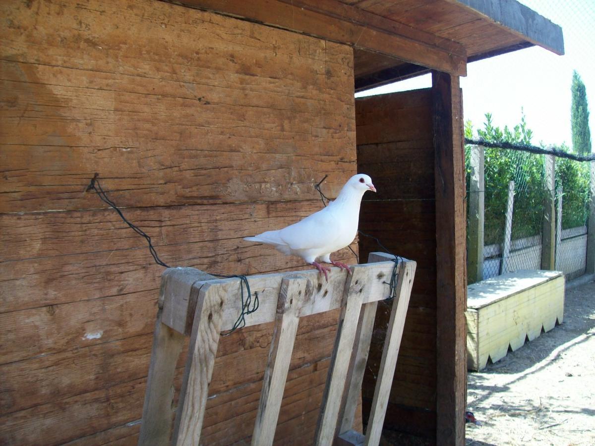 Il Vivaio Villa Tarquinia Bagian luar foto